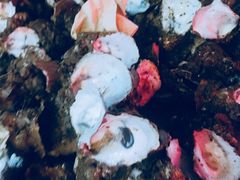 -濠轩阁特色生蚝火锅(水湾路店)