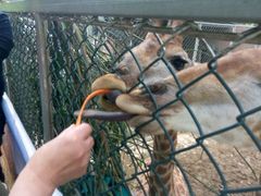 -荆州中山公园动物园