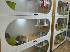 -青奢宠物·青奢猫舍