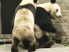 -都江堰中华大熊猫苑