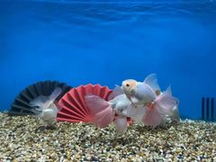 -合肥海洋世界