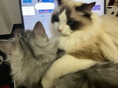 -lincat·猫舍(广州店)