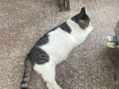 -新興传承烤鸭