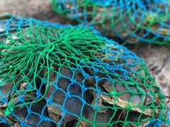 -尼甘布海鲜市场