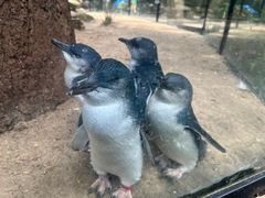 -费瑟代尔野生动物园