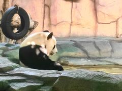 -泉州海丝野生动物世界