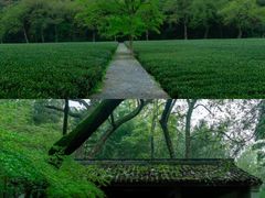 -香芙茗茶楼(梅家坞店)