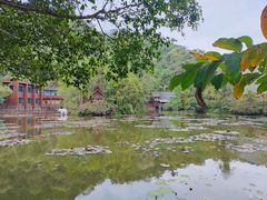 -野象谷景区