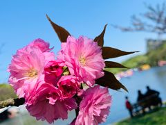 -上海共青森林公园