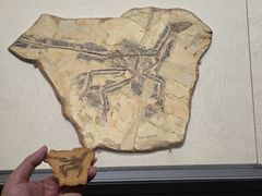 -辽宁古生物博物馆