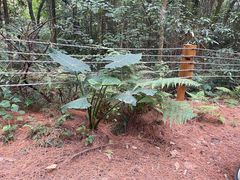 -南宁良凤江国家森林公园