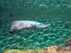 -上海海洋水族馆