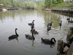 -溱湖国家湿地公园