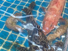 -金龙·打边炉(南京西路店)