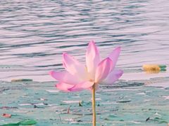 -丁香湖公园