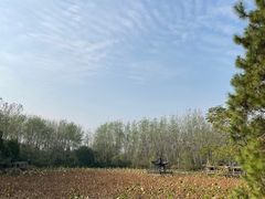 -合肥滨湖国家森林公园