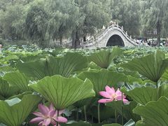 -长春市南湖公园