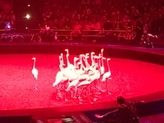 -珠海横琴长隆《卡卡虎奇遇记》