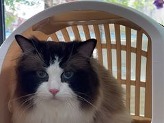 -翊宠yipet猫狗购宠庄园犬舍•猫舍