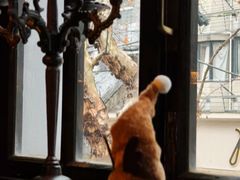 -Uncle Kosto科斯托·中东菜