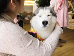 -Husky Go! 哈士奇体验馆·宠物咖啡厅狗咖