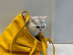 -艾吉宠物医院·疑难杂症转诊中心·猫友好(碧江路院)