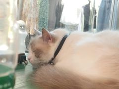 -喵喵咪呀布偶猫咖(春熙路店)