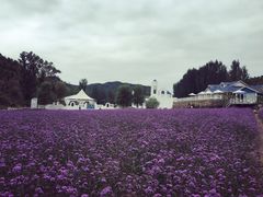 -紫海香堤香草艺术庄园