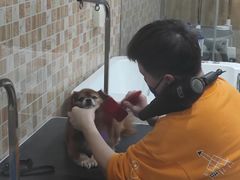 -汪小喵宠物·戴维斯乐芳希施宠馨宝皮毛调理洗护店