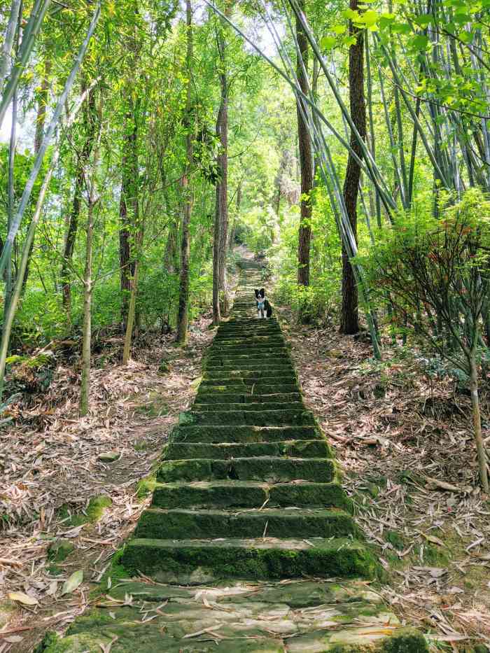 桥口坝国家森林公园-"桥口坝国家森林公园位于巴南区龙洲湾街道桥.