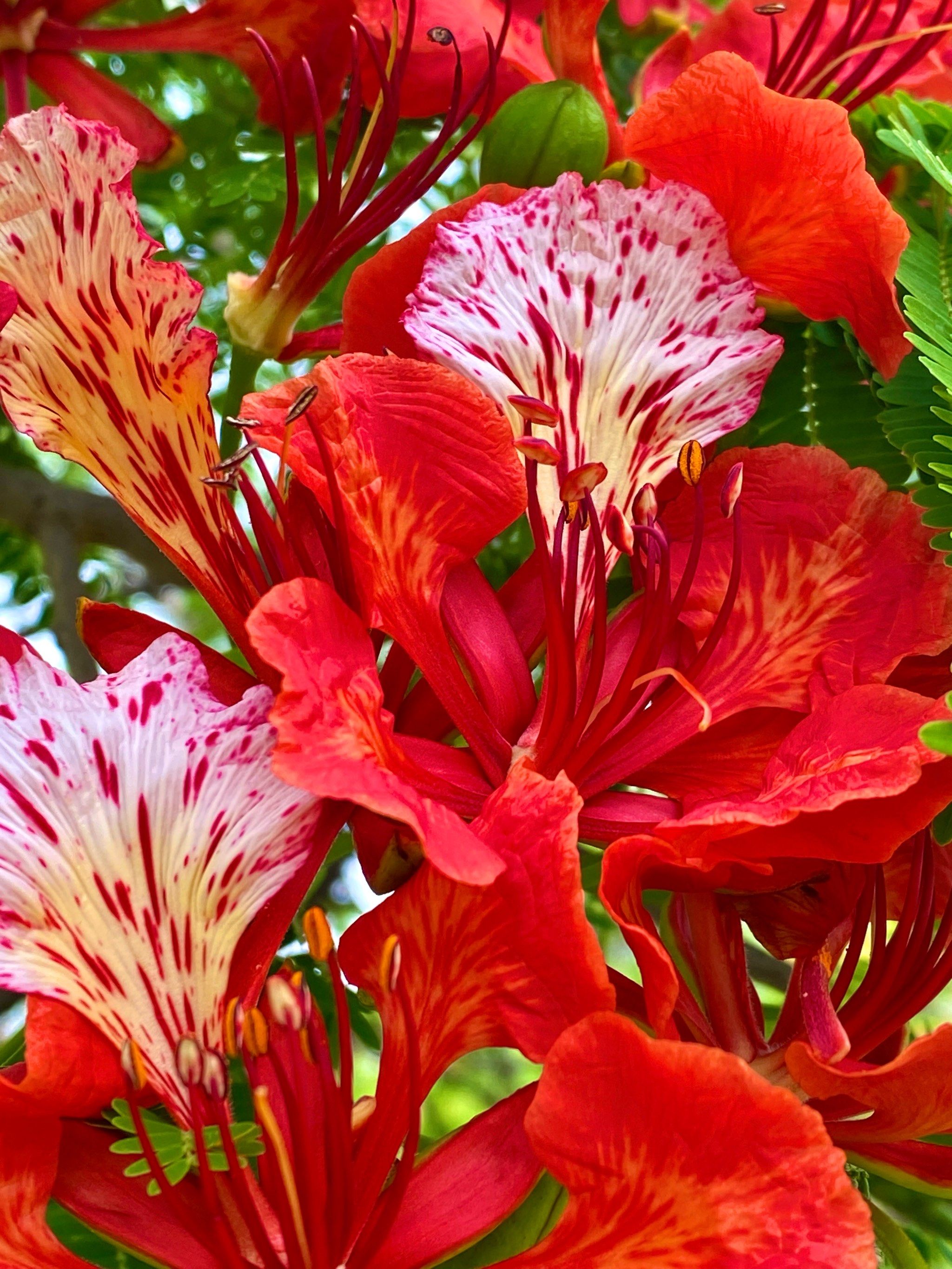 深圳凤凰花开,夏天的热烈已经抵达