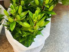 -双季花艺园艺市场(浦东店)