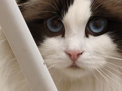 -团子家猫咪猫咖馆·柯基·柯尔鸭