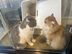 -PETKIT小佩宠物·低压洗护(国顺东路店)