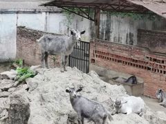 -深圳野生动物园
