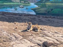 -西霞口神雕山野生动物世界