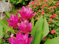 -中国科学院西双版纳热带植物园