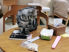 大堂-藏猫猫咖啡主题馆(中央大道店)