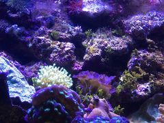 -悉尼海洋生物水族馆