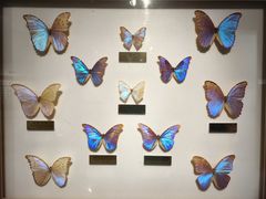 -上海昆虫博物馆