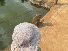 -海南热带野生动植物园