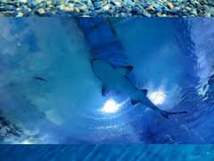 -海合安武汉极地海洋公园