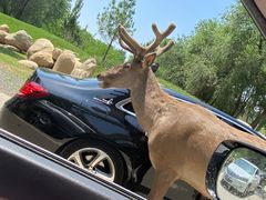 -北京野生动物园