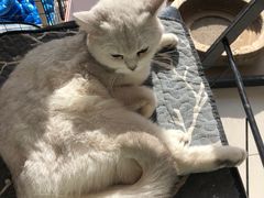 -平行世界·猫咖(首经贸店)