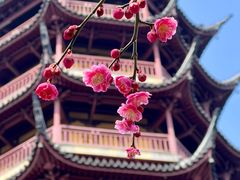 -红梅公园