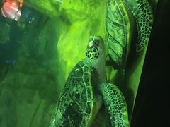 -大连老虎滩海洋公园