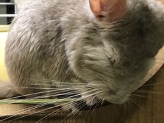 -藦茜花园宠物主题亲子互动体验馆(国顺东路店)