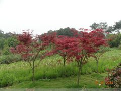 -铁山坪森林公园