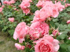 -都江堰玫瑰花溪谷
