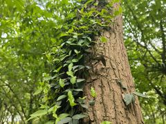 -上海佘山国家森林公园天马山园